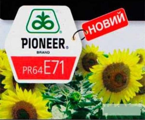 Подсолнух Pioneer P64LЕ71